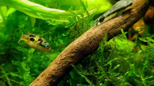 Beleuchtung eines Aquariums mit LED