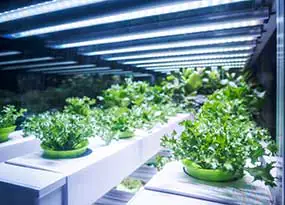 Pflanzen werden beleuchtet